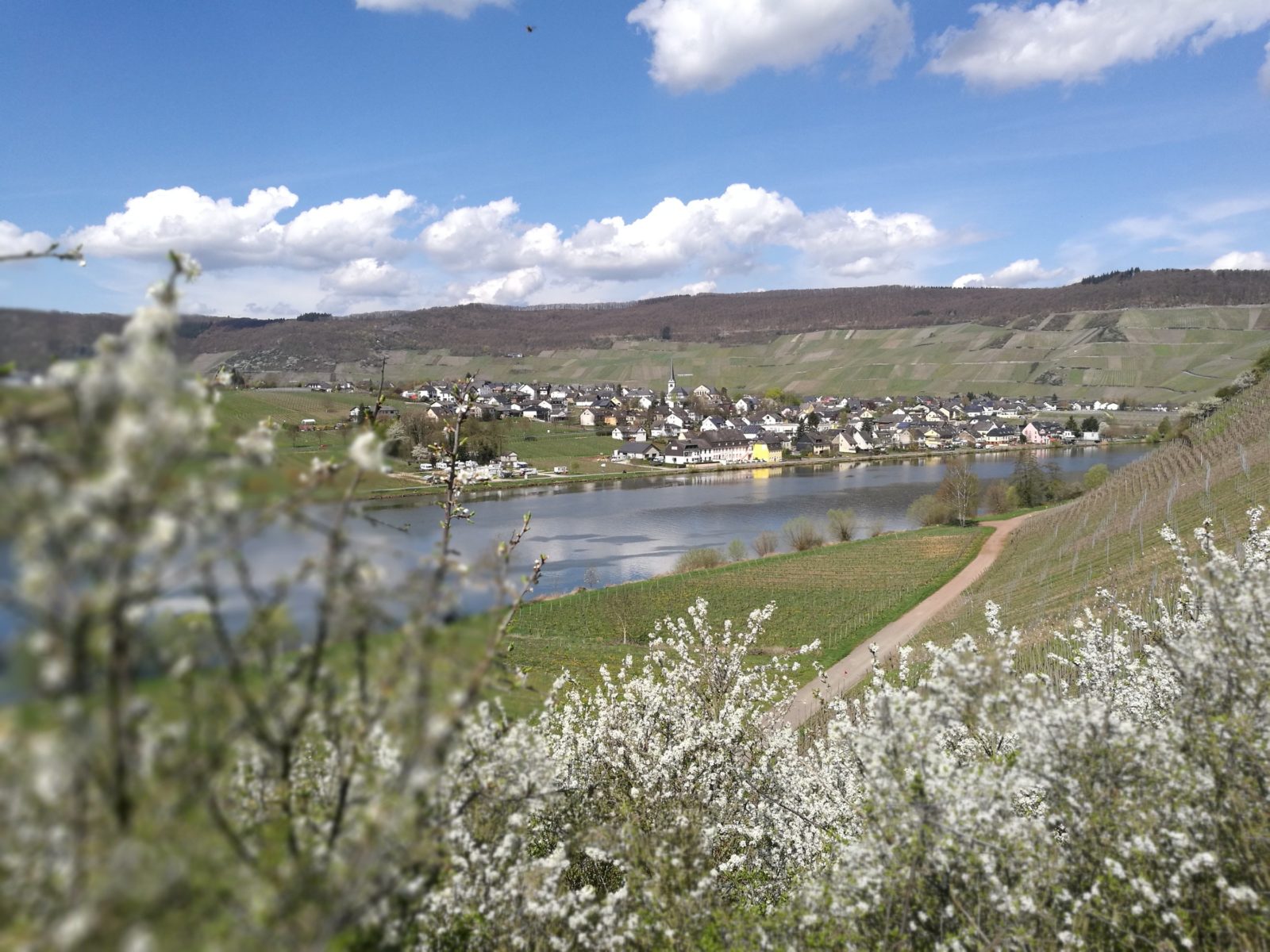 Blick auf Piesport